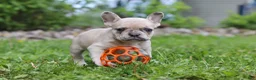 French Bulldog dogs for sale: Ace - Ad 2