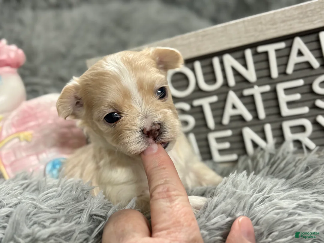 Maltipoo dogs for sale: Tiny Henry - Ad 2