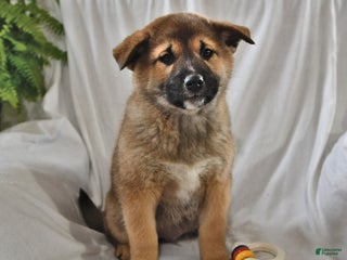 Mixed Breed dogs - Ad 20