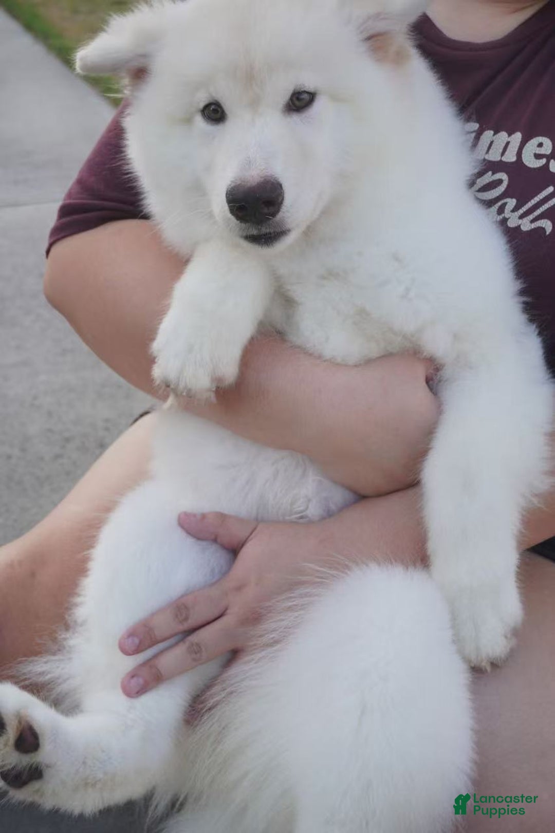 Alaskan Malamute dogs for sale: Xi Xi - Ad 34