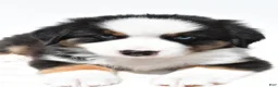 Miniature Australian Shepherd dogs for sale: Snoopy - Ad 6