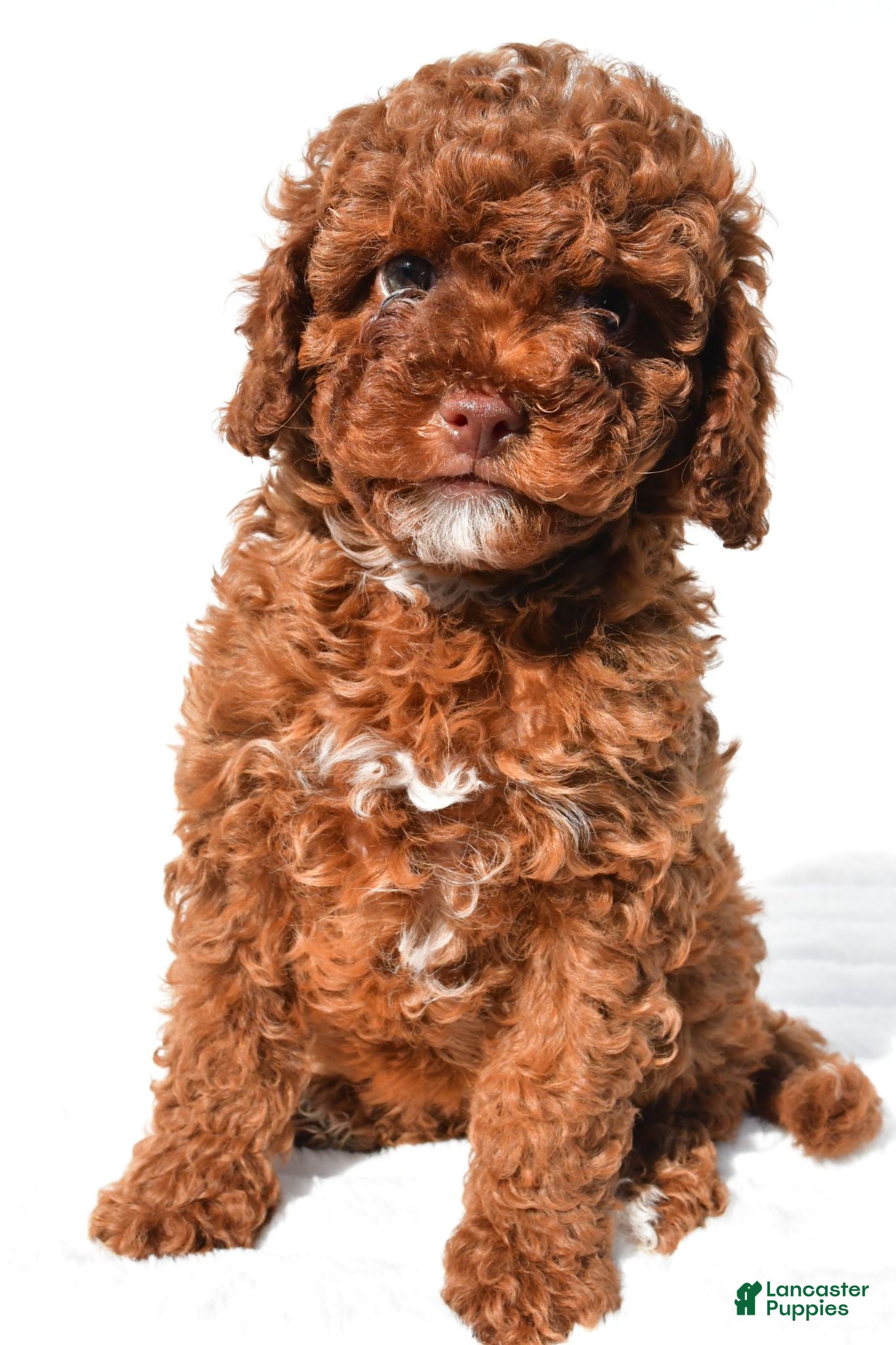 Cavapoo dogs Piper - Ad 2
