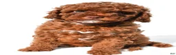 Cavapoo dogs for sale: Piper - Ad 2