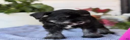 Miniature Schnauzer dogs for sale: Lin - Ad 10