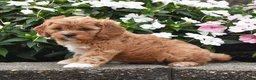 Cavapoo dogs for sale: Otis - Ad 3