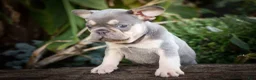 French Bulldog dogs for sale: 🐾 Meet Kingston — A Happy Little Frenchie with Plenty of Love to Give! 🐾 - Ad 8