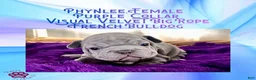 French Bulldog dogs for sale: Phynlee “Purple Collar”, Female  - Ad 1