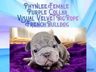 French Bulldog dogs Phynlee “Purple Collar”, Female - Ad 35