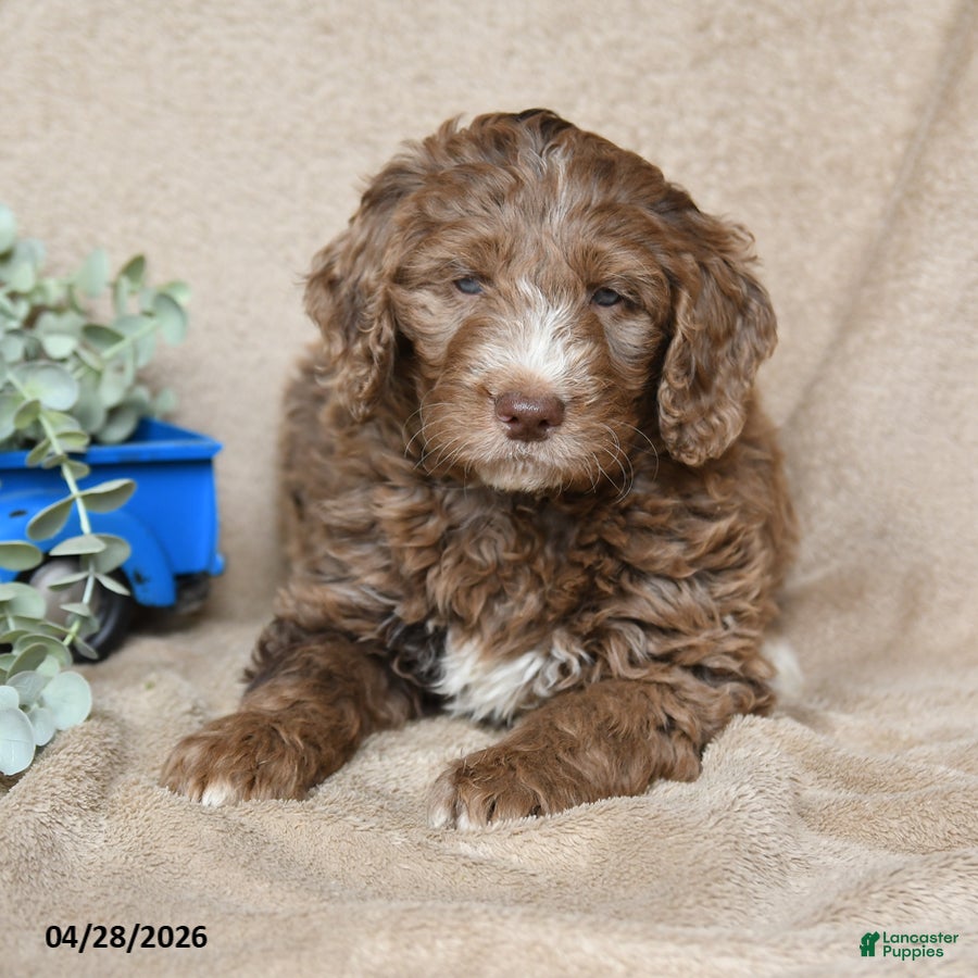 Goldendoodle dogs Toffee - Ad 1