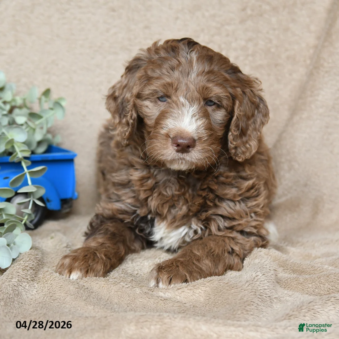Goldendoodle dogs for sale: Toffee - Ad 1