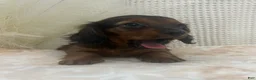 Miniature Dachshund dogs for sale: Tessa  - Ad 5