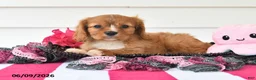 Cavalier King Charles Spaniel dogs for sale: Tina - Ad 2
