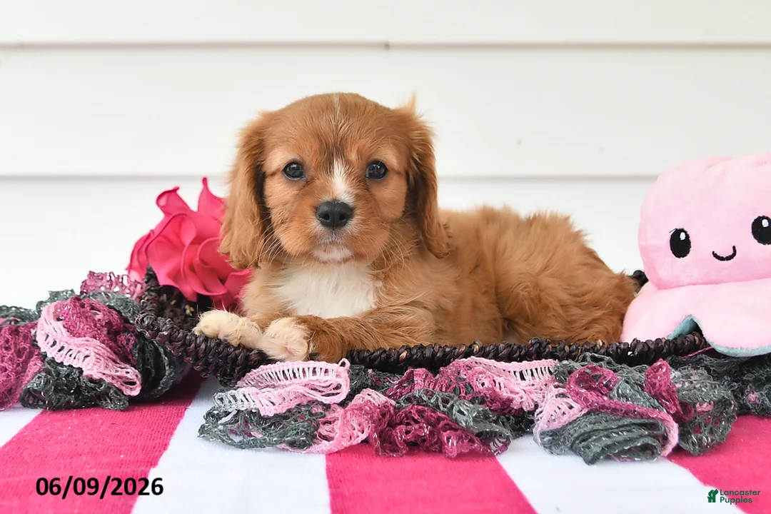 Cavalier King Charles Spaniel dogs for sale: Tina - Ad 2