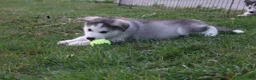 Alaskan Malamute dogs for sale: Tucker - Ad 5