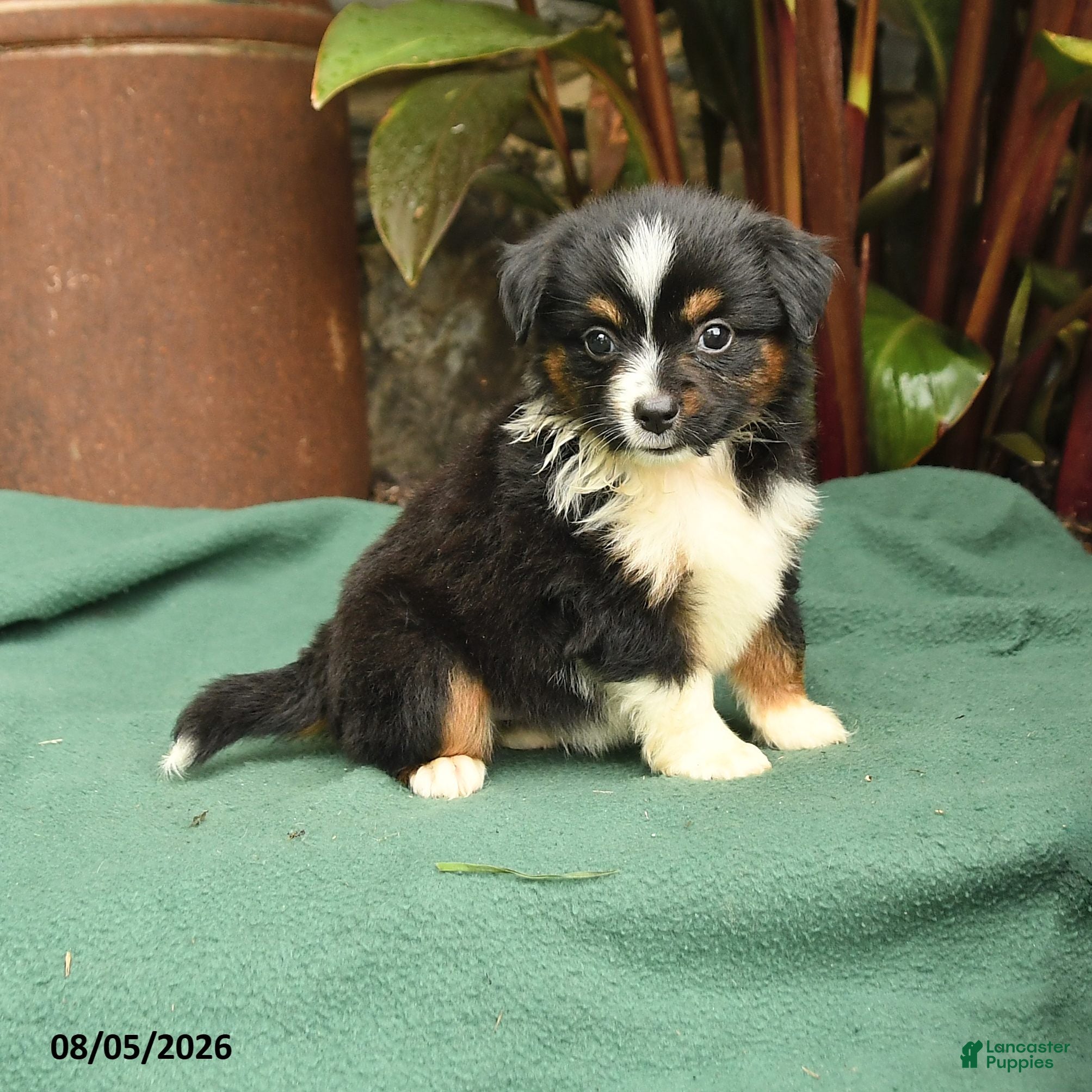 Miniature Australian Shepherd dogs Rhonda - Ad 1
