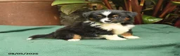 Miniature Australian Shepherd dogs for sale: Rhonda - Ad 1