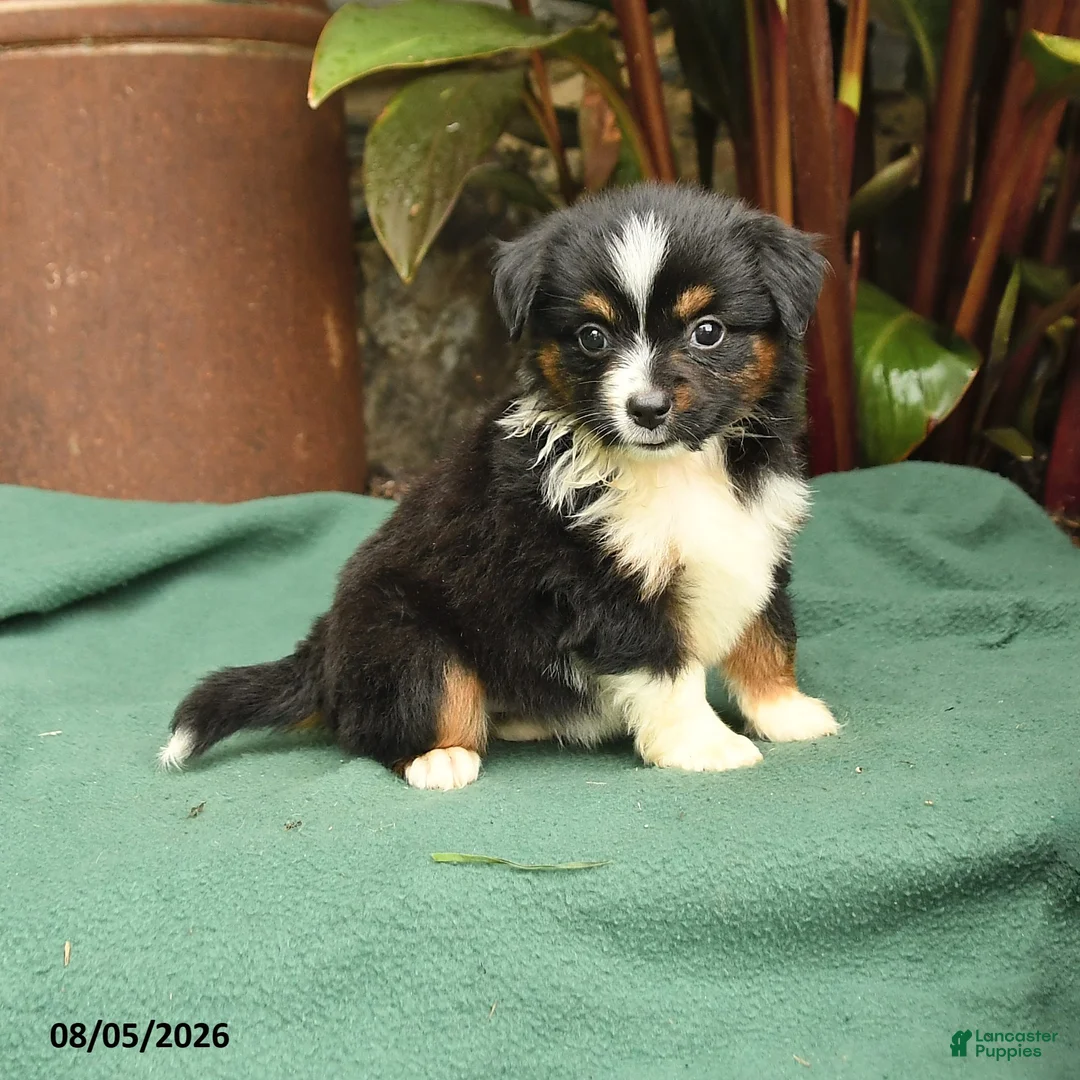 Miniature Australian Shepherd dogs for sale: Rhonda - Ad 1