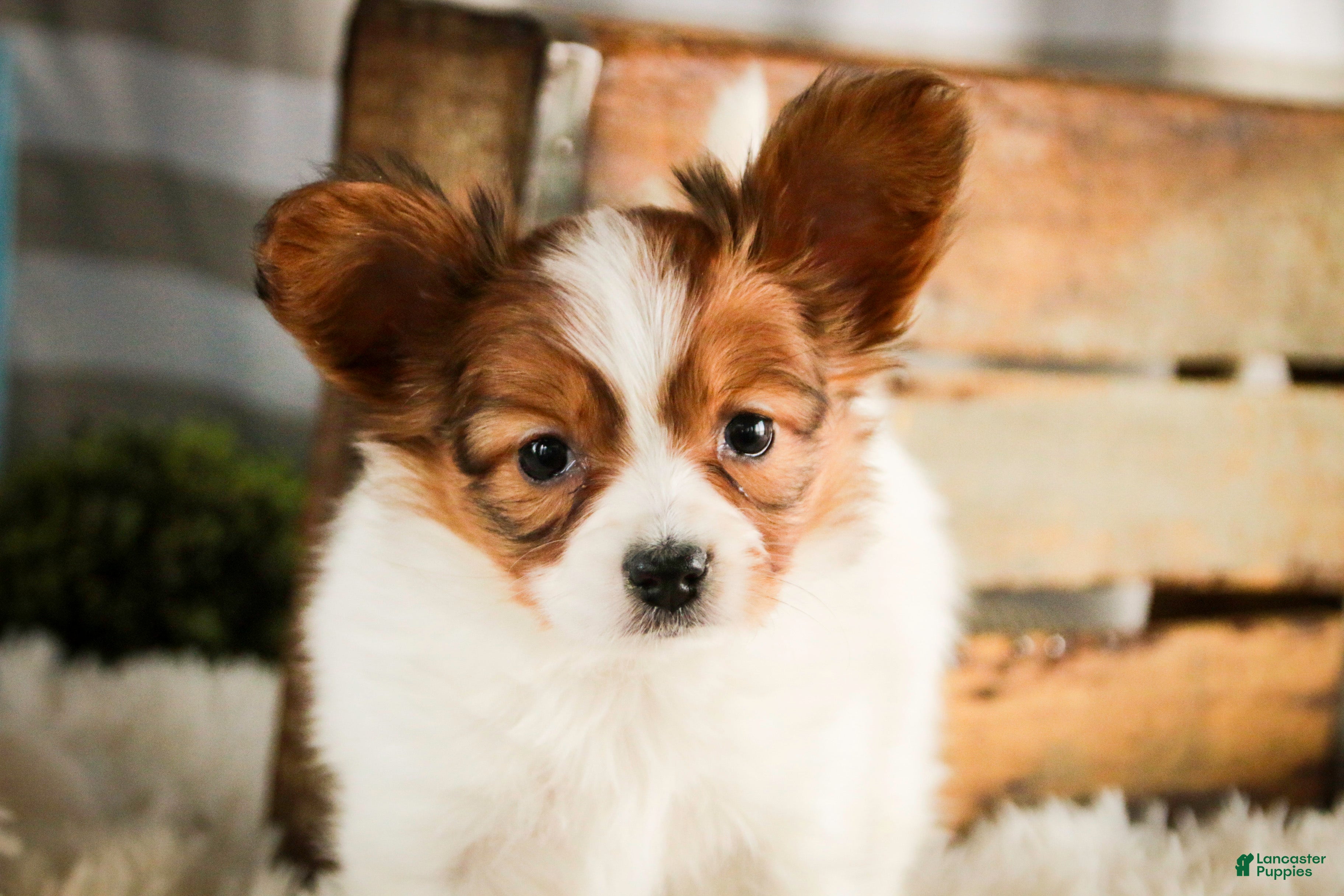 Papillon dogs Gwennie - Ad 2