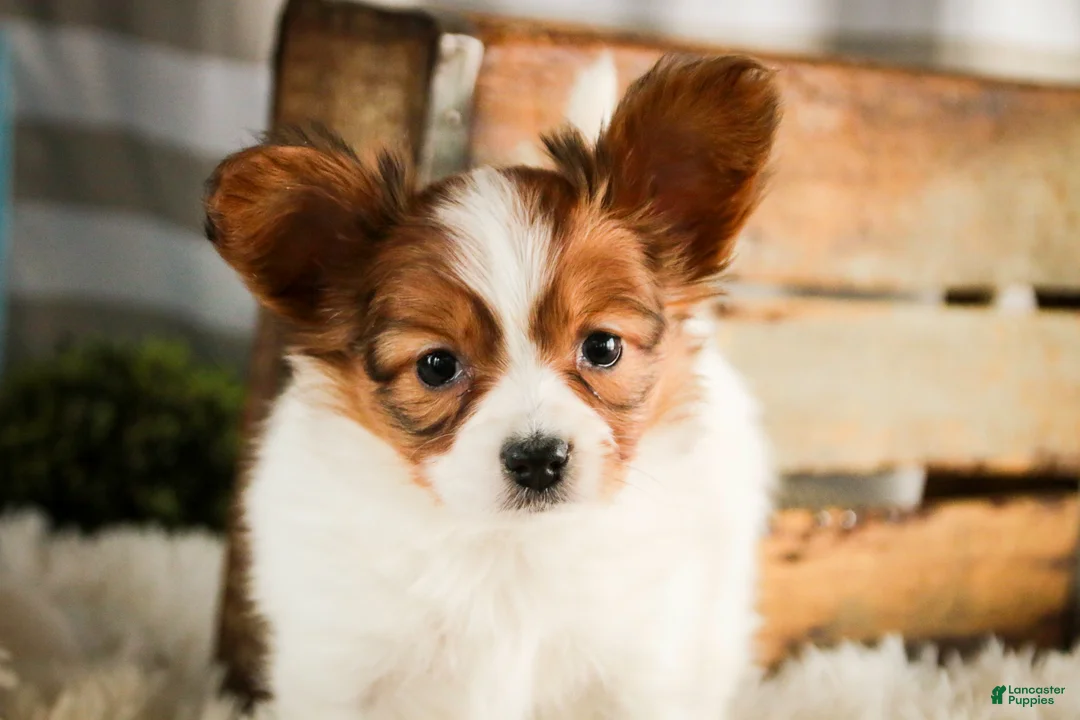 Papillon dogs for sale: Gwennie - Ad 2