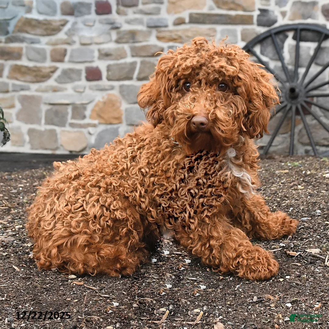 Havapoo dogs for sale: Delores - Ad 10