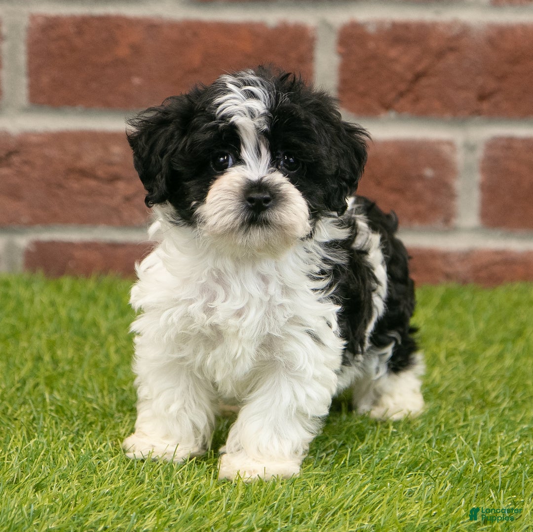 Havapoo dogs for sale: Austin - Ad 9