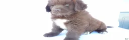 Newfoundland dogs for sale: Duke - Ad 4