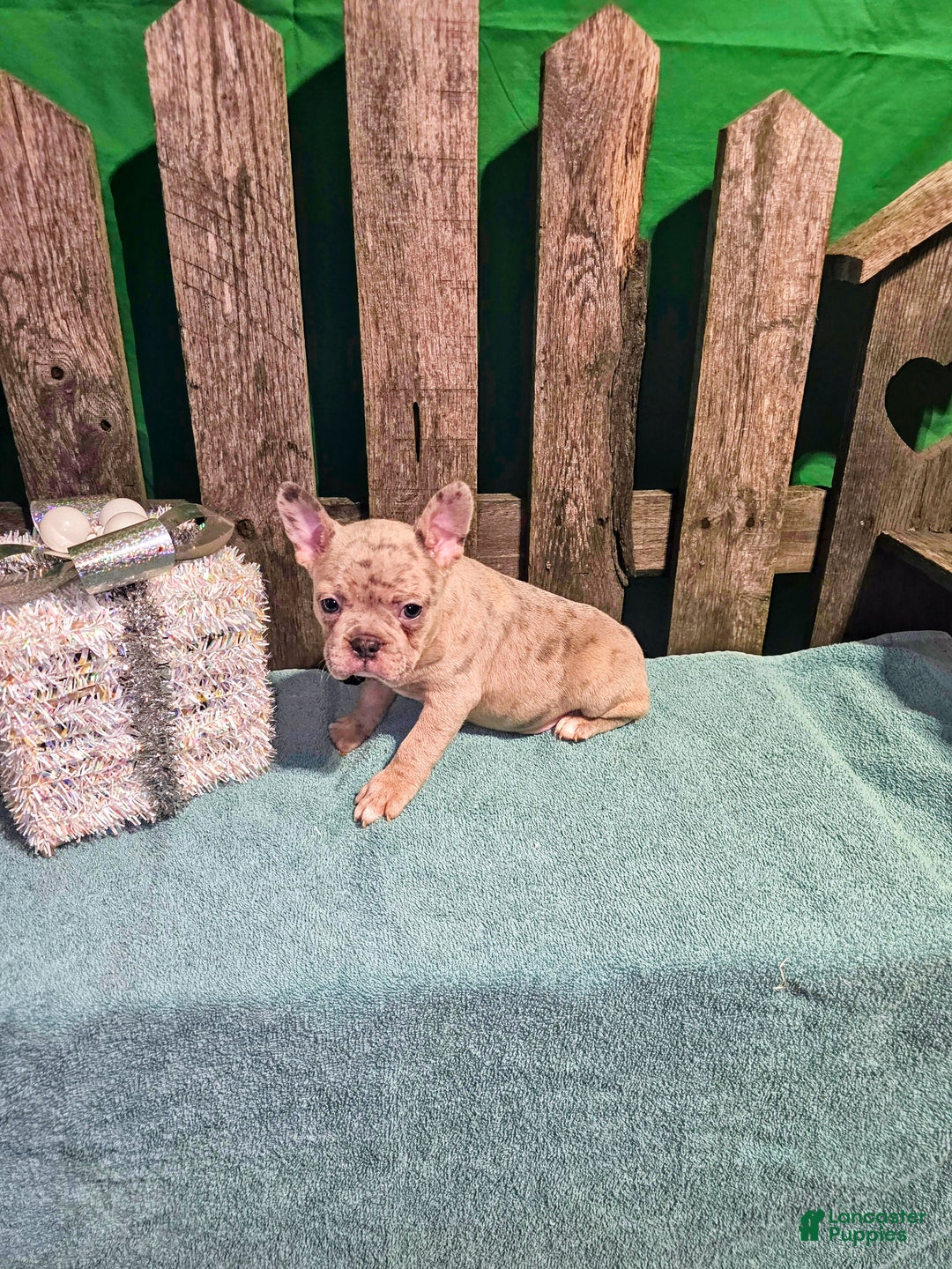 Frenchton dogs for sale: Leo - Ad 2