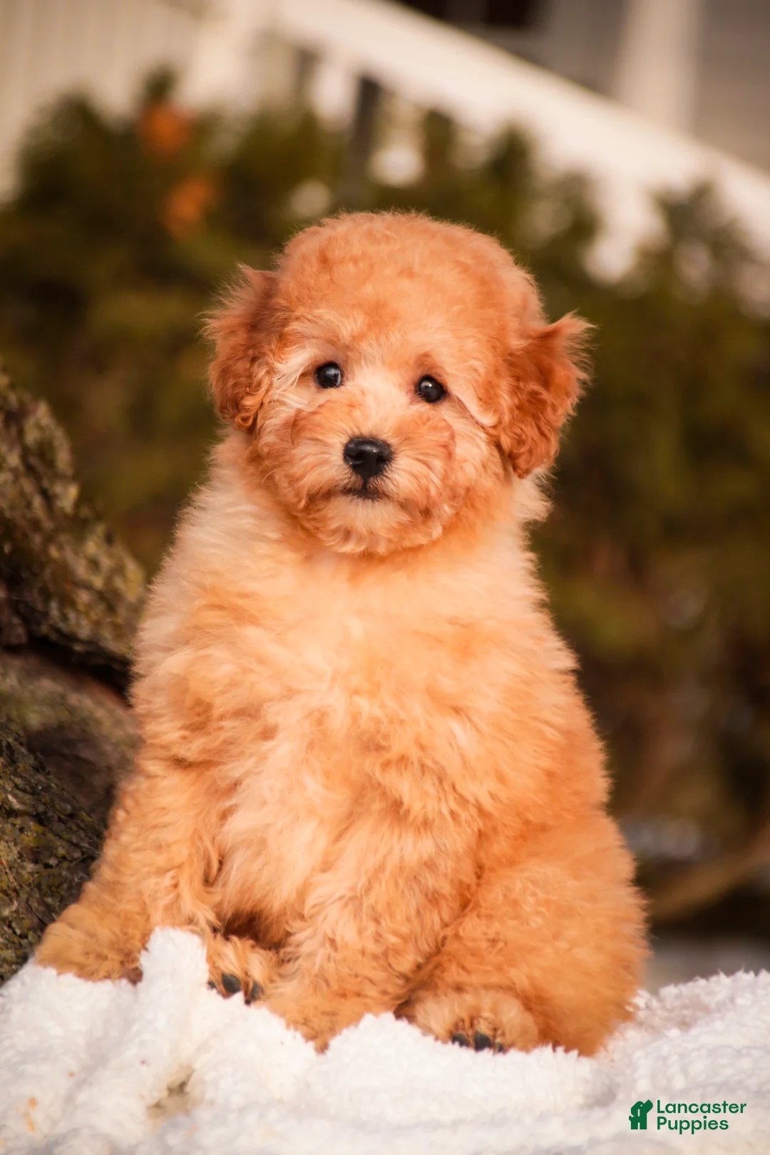 Miniature Poodle dogs for sale: Fredrick - Ad 3