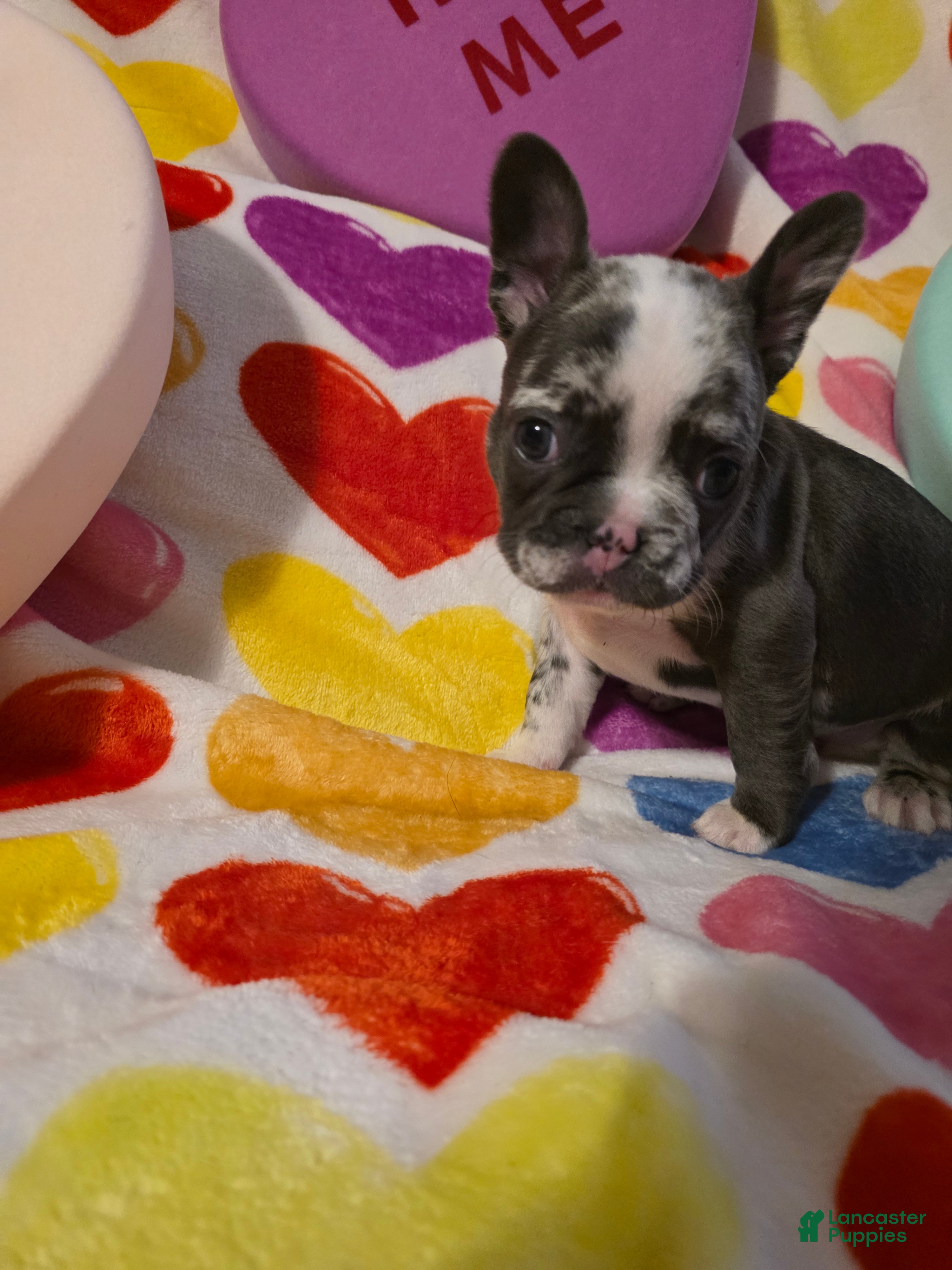 French Bulldog dogs French Bulldog Puppy 6 - Ad 1
