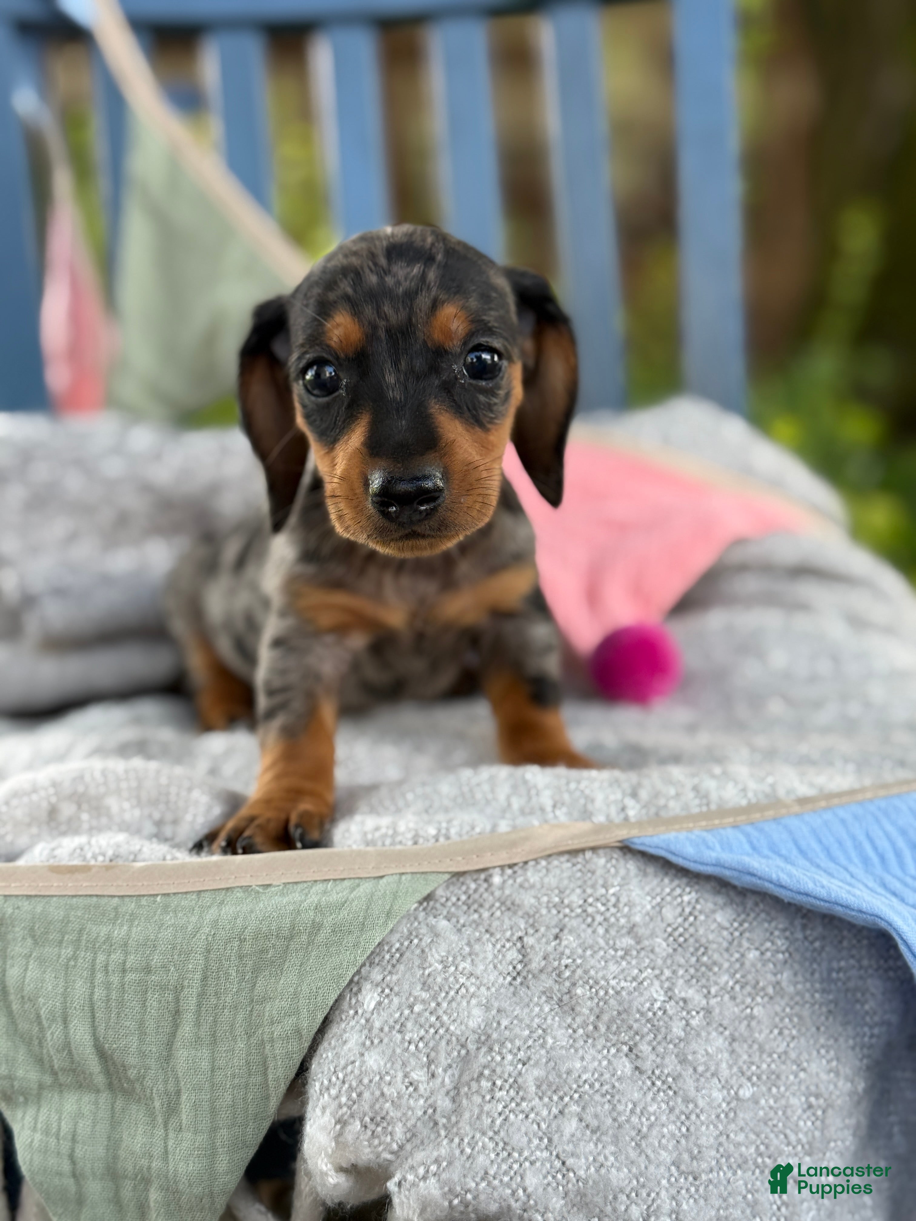 Miniature Dachshund dogs Tucker - Ad 1