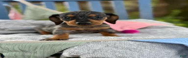 Tucker