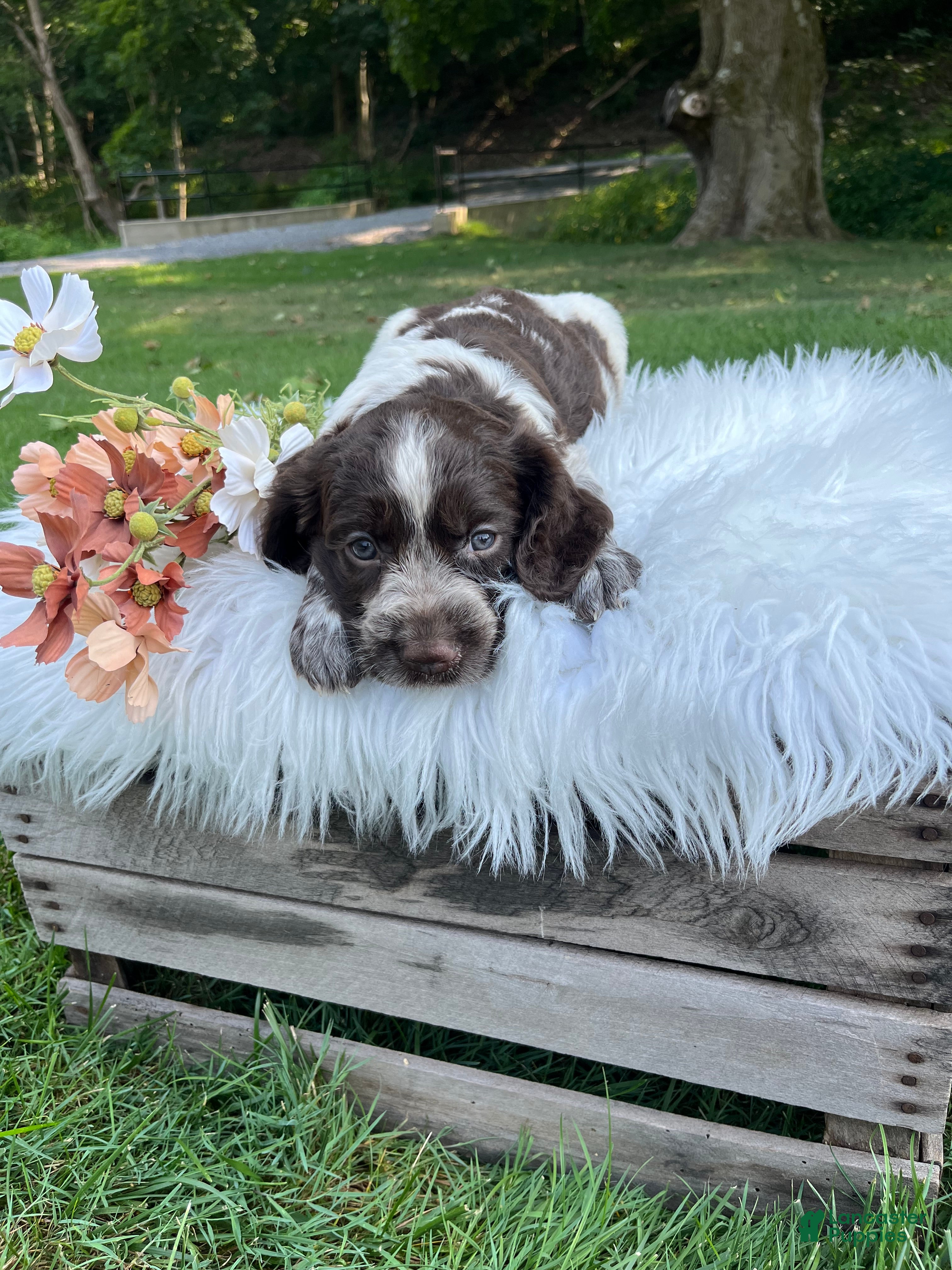 English Springer Spaniel dogs Dixie - Ad 2
