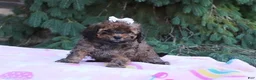 Cavapoo dogs for sale: Rudy - Ad 4