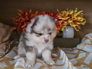 Pomeranian dogs Pomeranian Puppy 1 - Ad 10