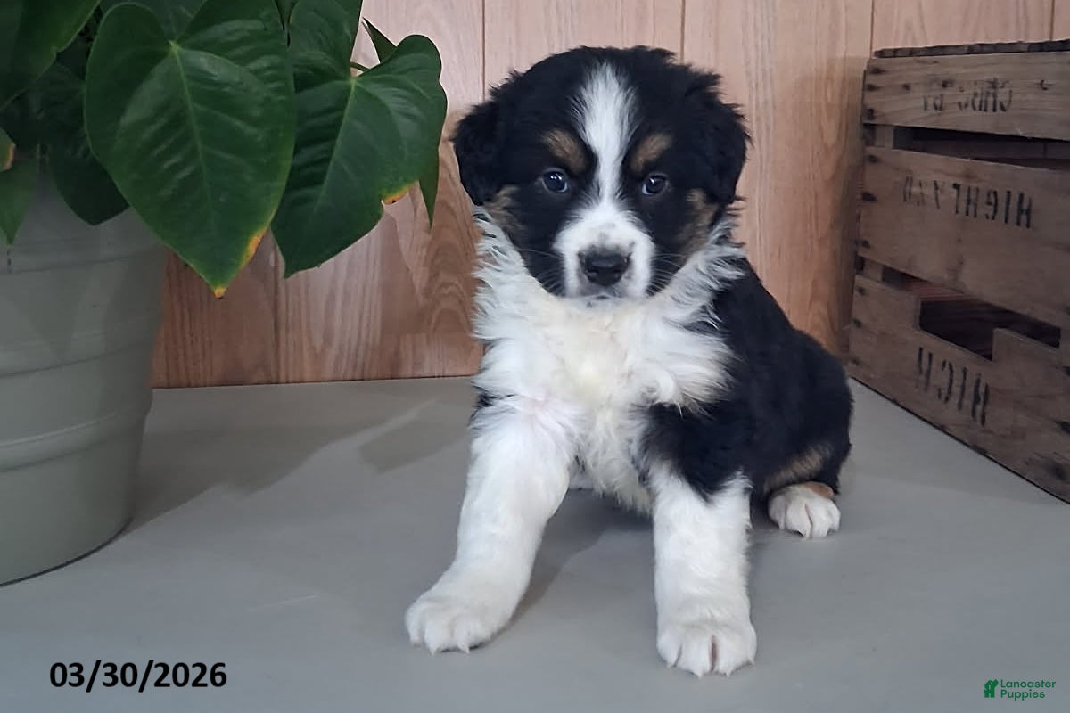 Australian Shepherd dogs Mason - Ad 39
