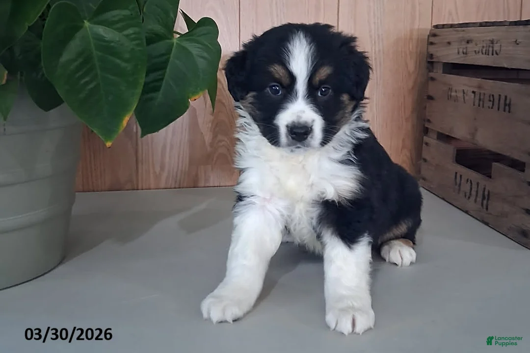 Australian Shepherd dogs for sale: Mason - Ad 1