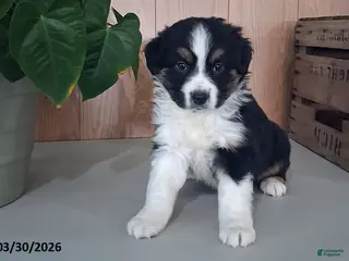 Australian Shepherd dogs Mason - Ad 39