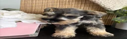 Miniature Schnauzer dogs for sale: Molly - Ad 26