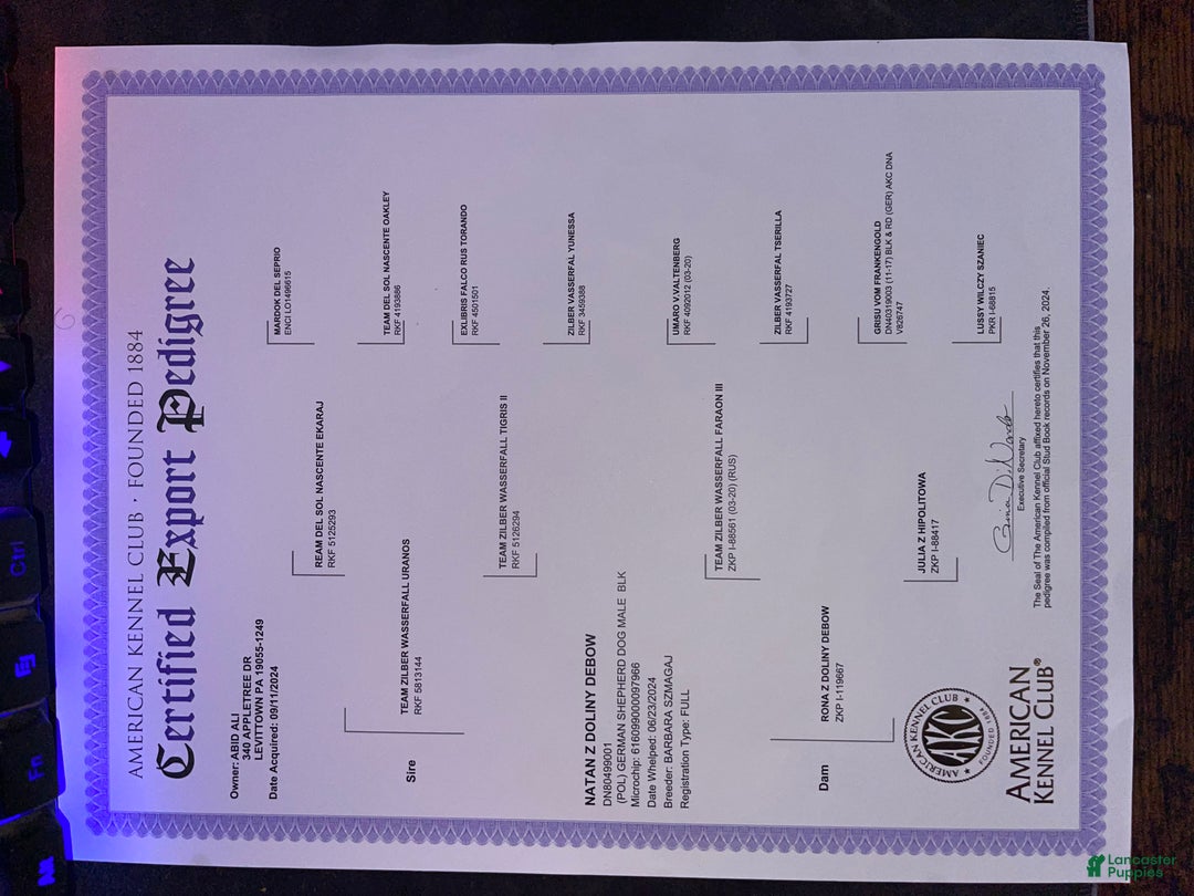 German Shepherd dogs for sale: Simba - Ad 12