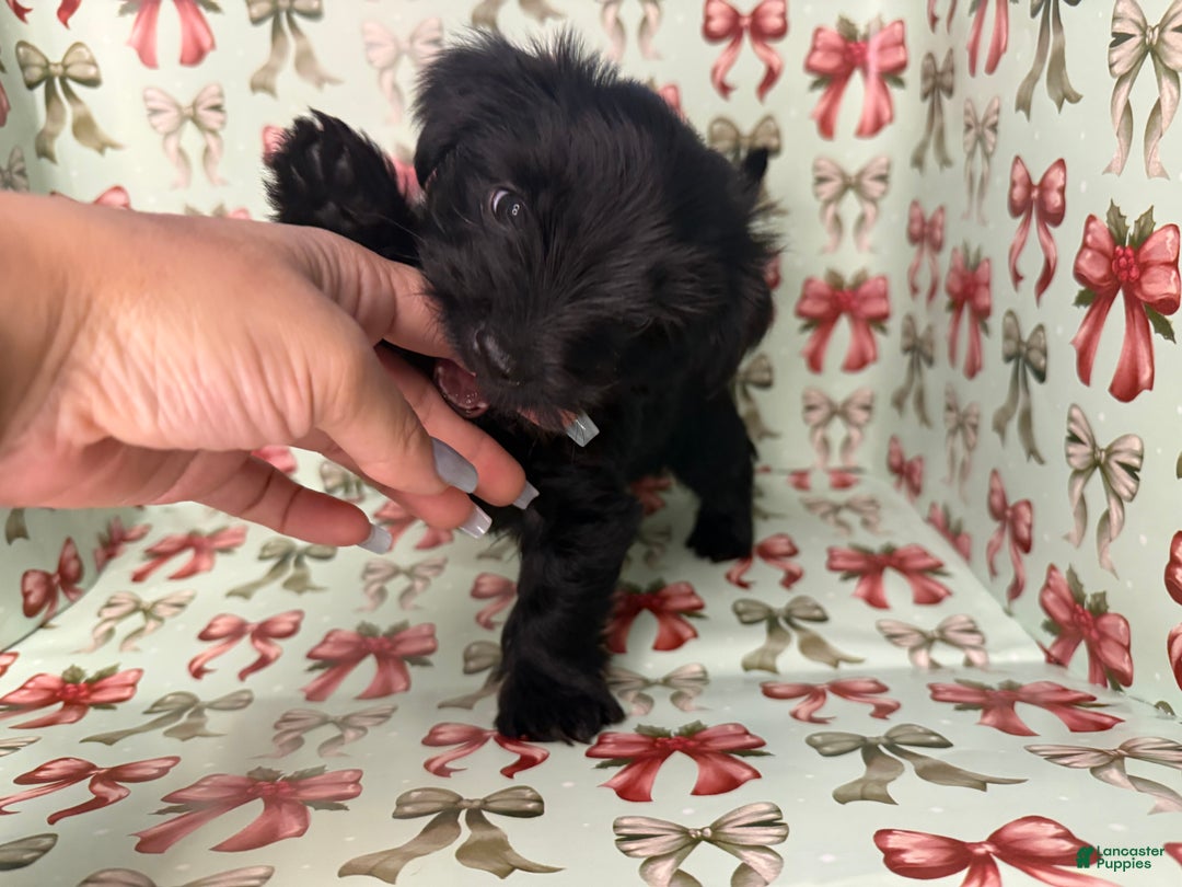 Yorkshire Terrier dogs for sale: Pooh - Ad 6