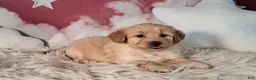 Mixed Breed dogs for sale: Mia💗Petite Golden Sheltie Doodle - Ad 5