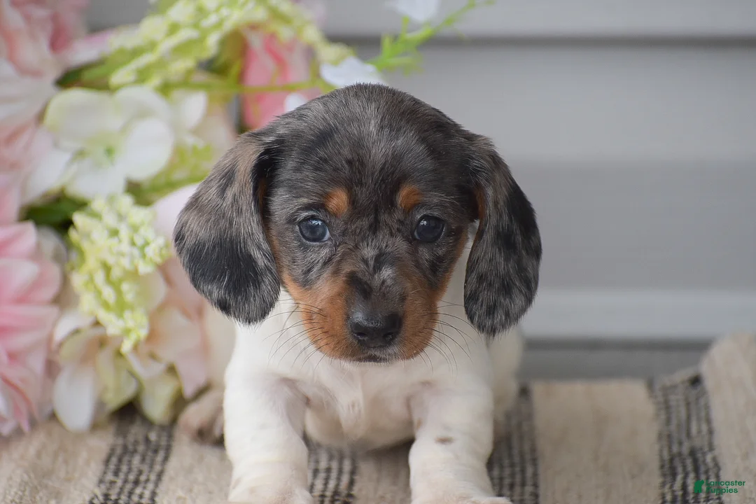 Miniature Dachshund dogs for sale: Natasha - Ad 2