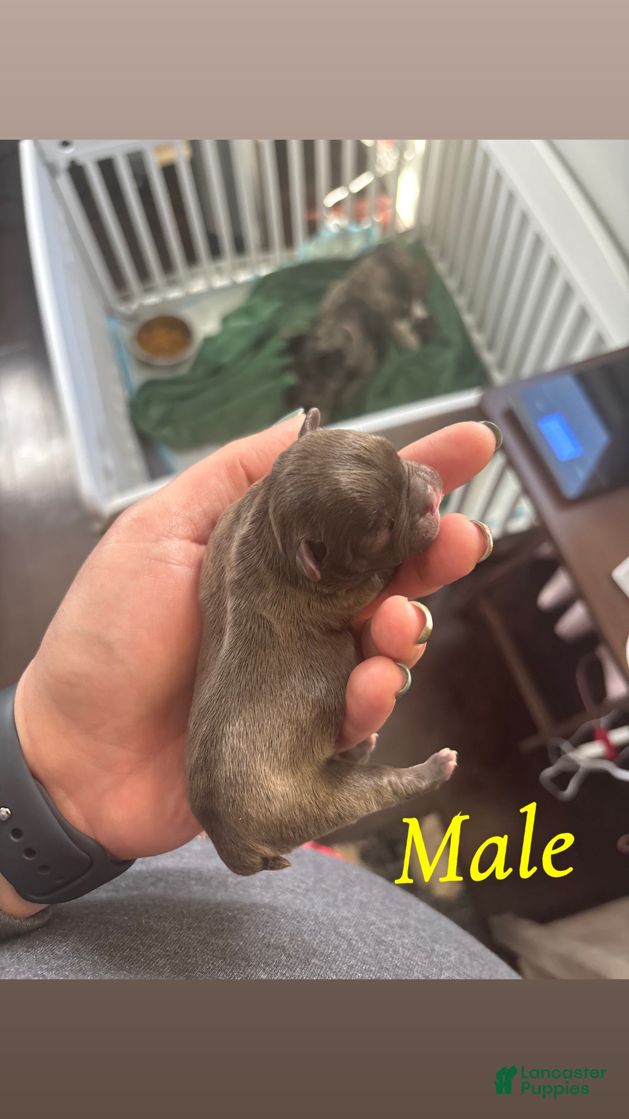 Mixed Breed dogs Mixed Breed Puppy 5 - Ad 25