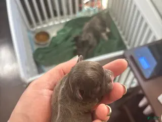 Mixed Breed dogs Mixed Breed Puppy 5 - Ad 14