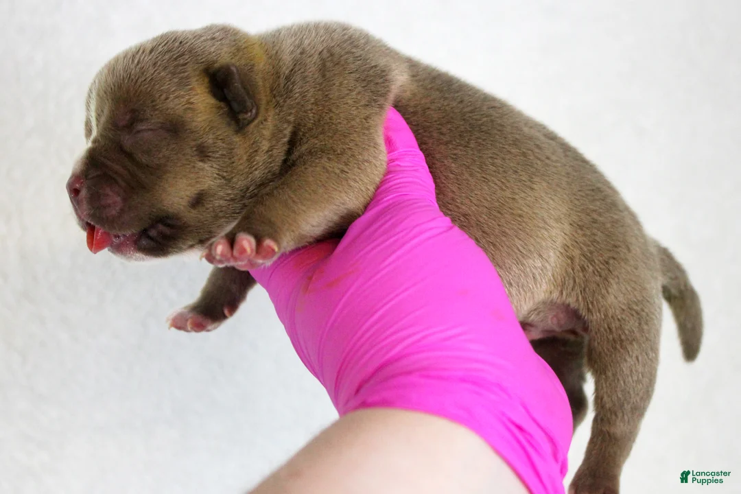 American Bully dogs for sale: Chocolate Male 2 - Ad 2