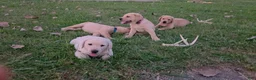 Labrador Retriever dogs for sale: Meet Your New Best Friend! Beautiful Yellow Male Labrador Retriever Puppies Available 💛 - Ad 15