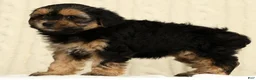 Yorkiepoo dogs for sale: Cola - Ad 9