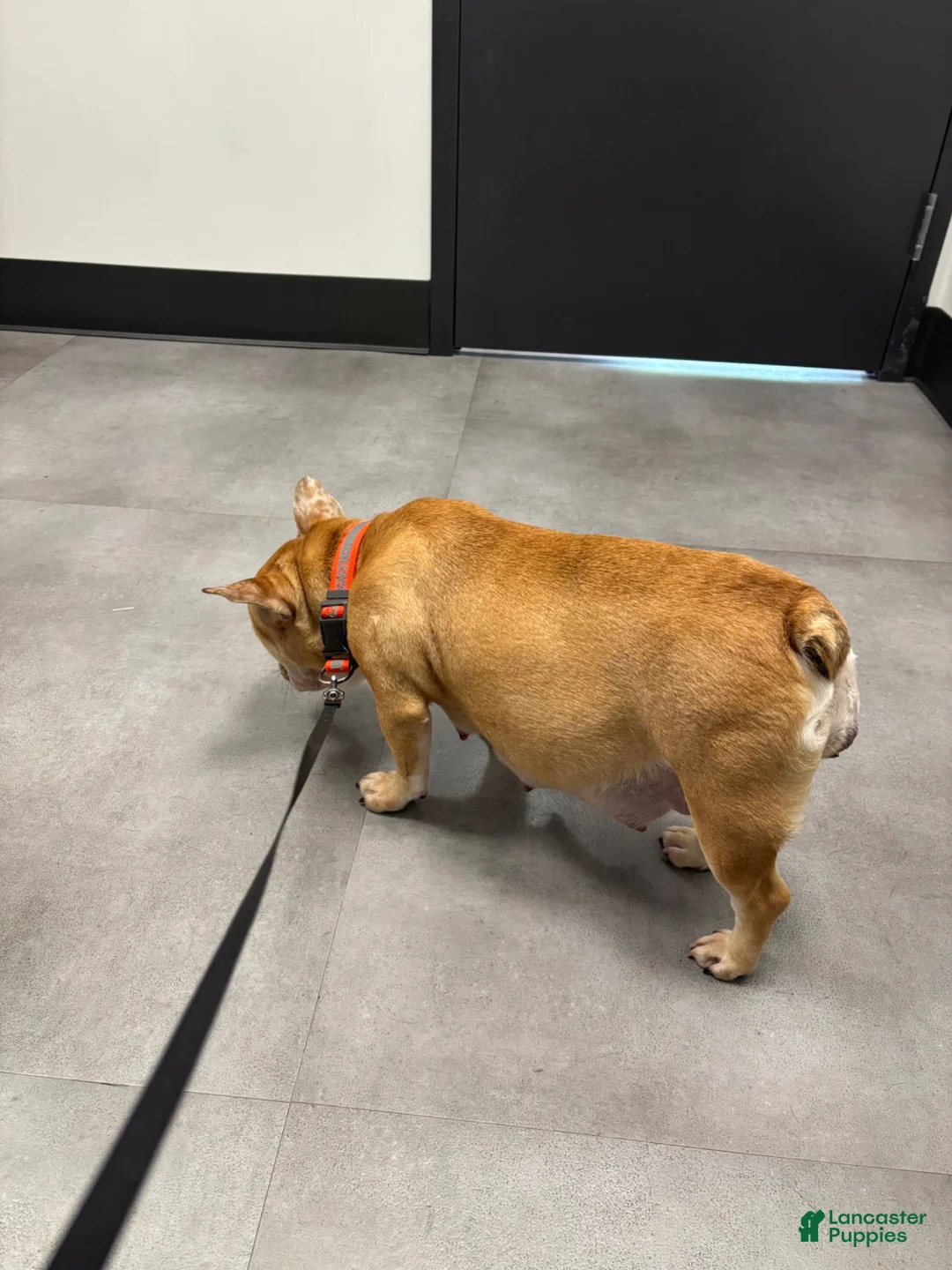 French Bulldog dogs for sale: French Bulldog 4 - Ad 2