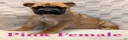 Cane Corso dogs for sale: Pink  - Ad 2