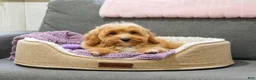 Mini Goldendoodle dogs for sale: Fettuccine  - Ad 3